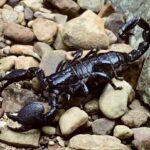 Черный Скорпион на фото 21