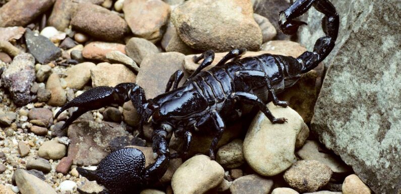 ФОТО: Черный Скорпион