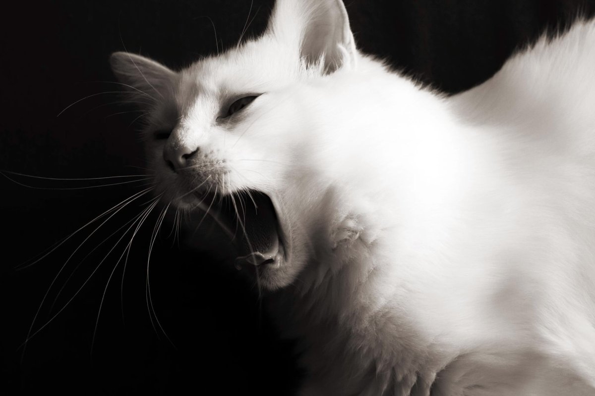 ФОТО: Черно белая кошка 8