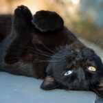ФОТО: Лапа черной кошки 24 лучшие фильмы