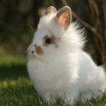 Декоративные кролики на фото 34 открытки