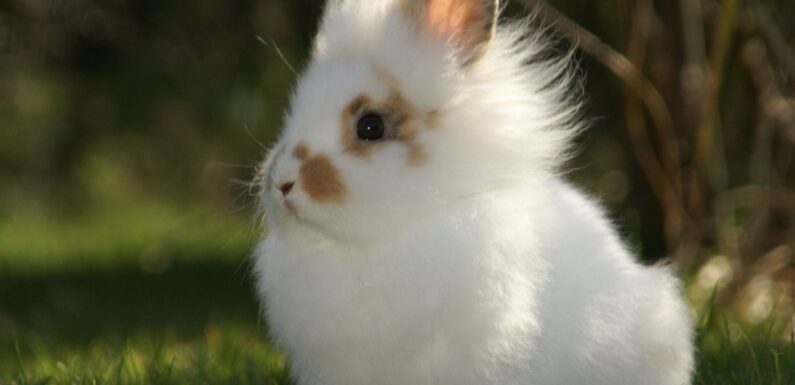 ФОТО: Породы декоративных кроликов