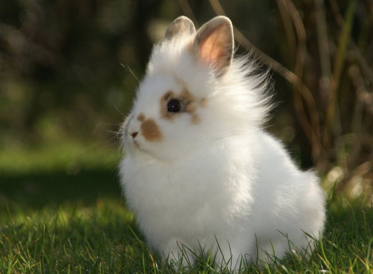 ФОТО: Породы декоративных кроликов 1