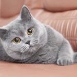 ФОТО: Британская голубая кошка 13 тату на запястье