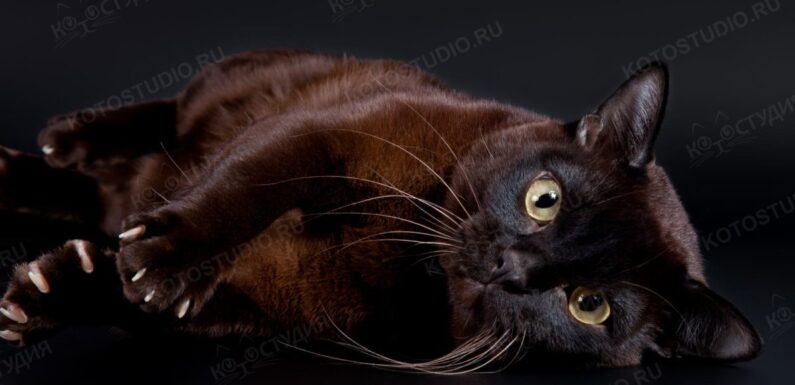 ФОТО: Бурманский кот