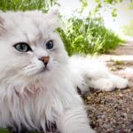 Персидская кошка - шикарные фотографии 22 прага