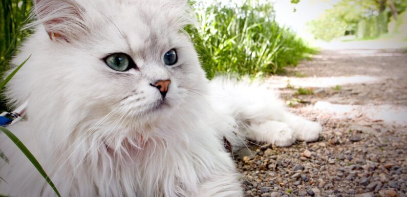 ФОТО: Персидская кошка