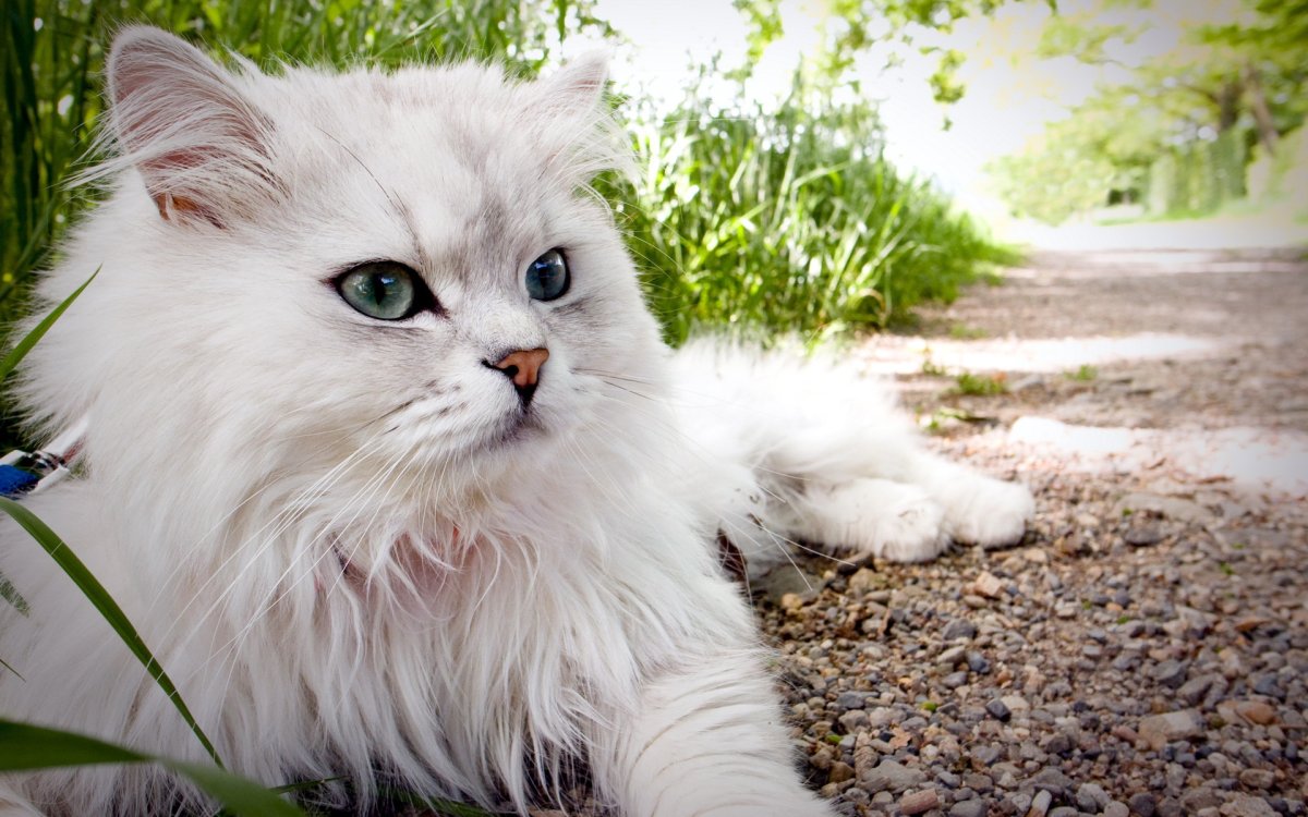 ФОТО: Персидская кошка 1