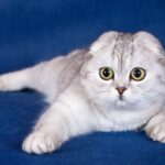Шотландские кошки - подборка фотографий 18 тату на запястье