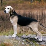 ФОТО: Дункер собака 25 широкие бедра