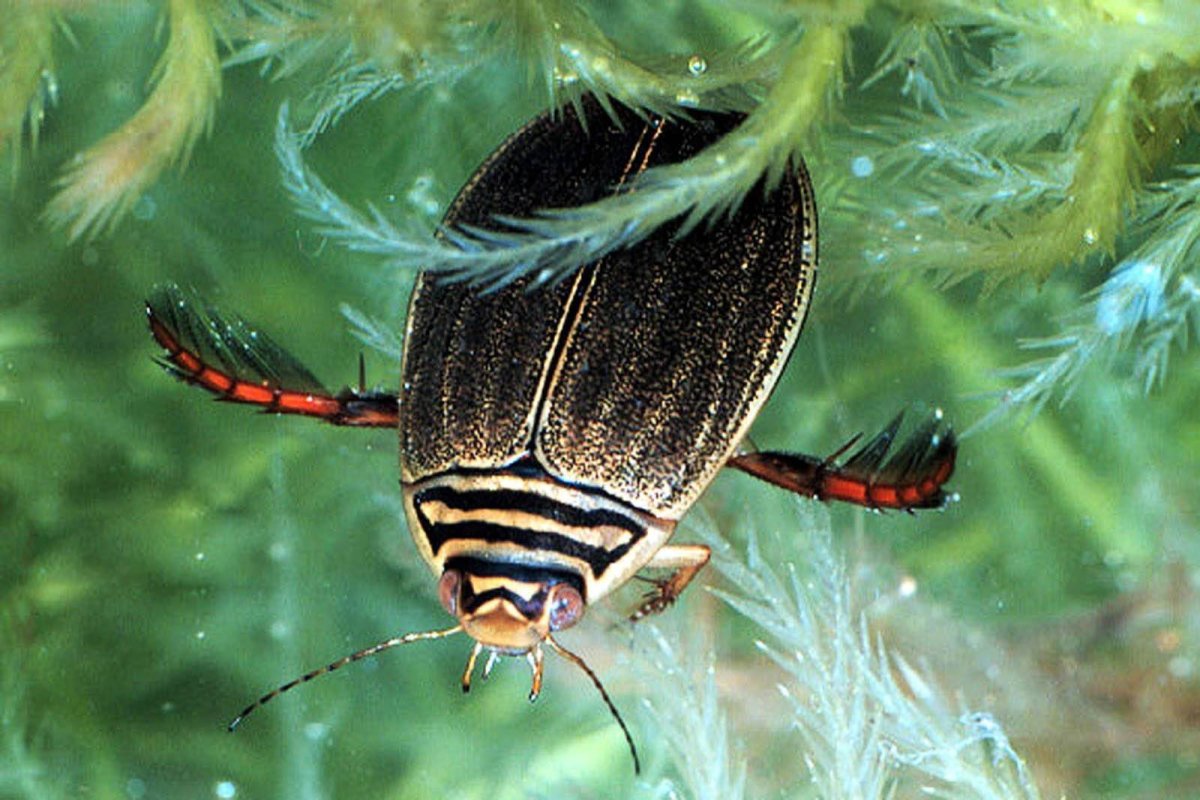 ФОТО: Личинка жука плавунца 4