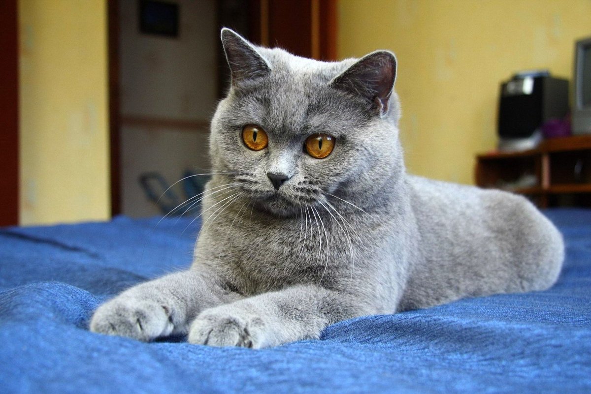 ФОТО: Британская короткошерстная кошка 10
