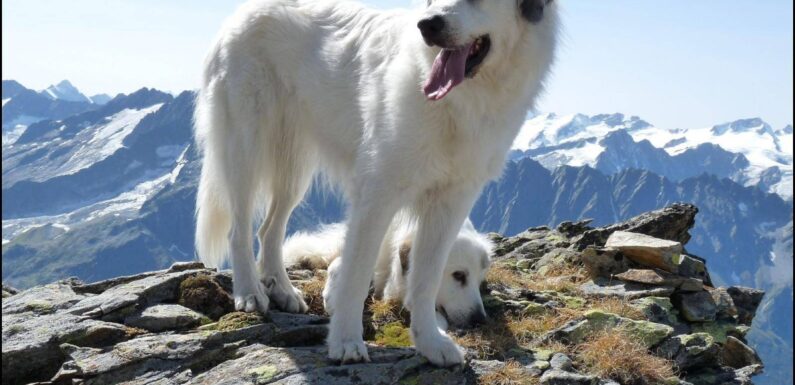 ФОТО: Пиренейский горный пес