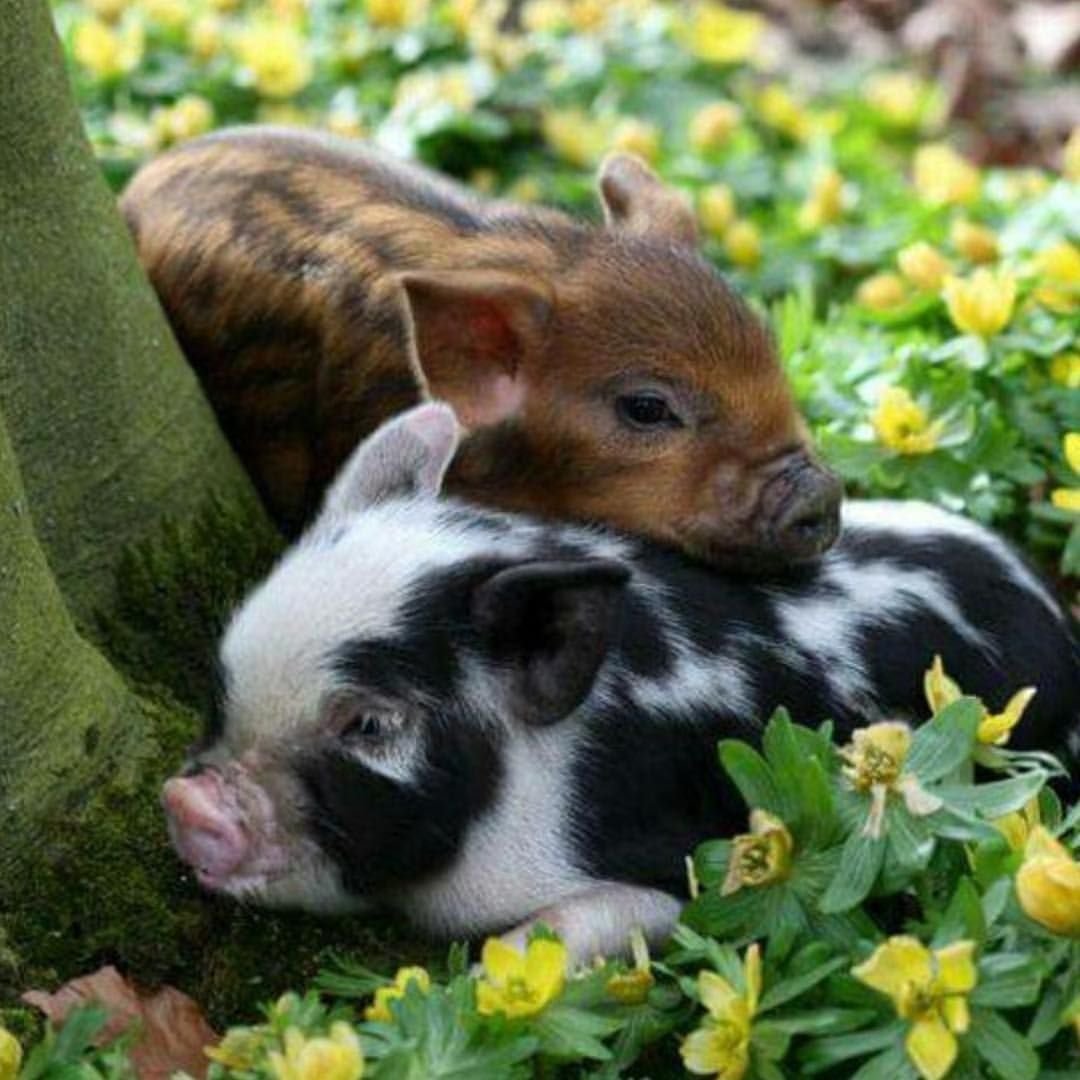 ФОТО: Свинья и роза 4