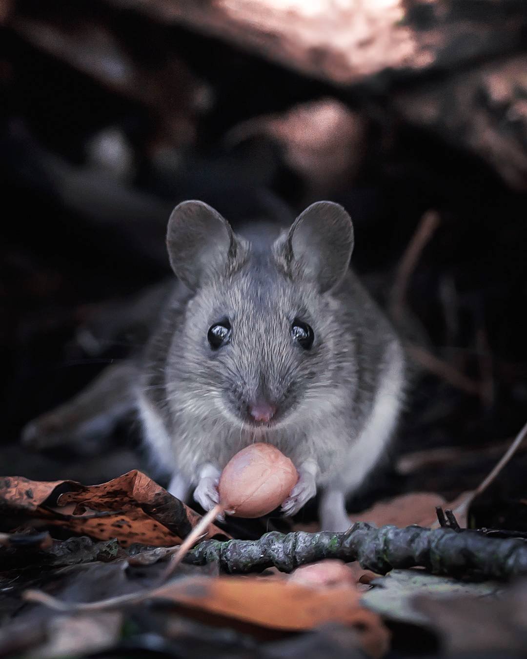 ФОТО: Серая мышка 1