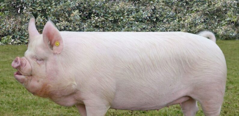 ФОТО: Крупная белая порода свиней