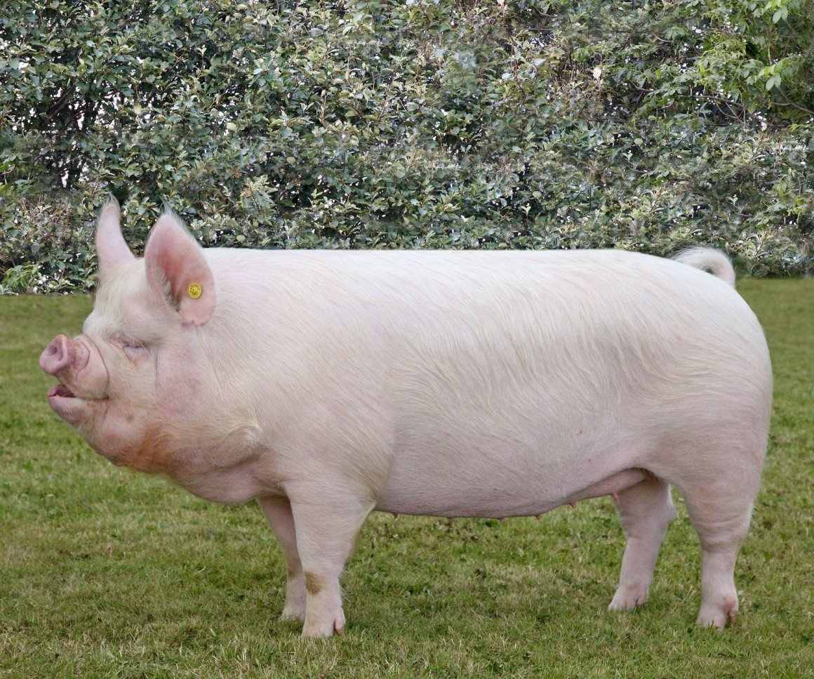 ФОТО: Крупная белая порода свиней 1