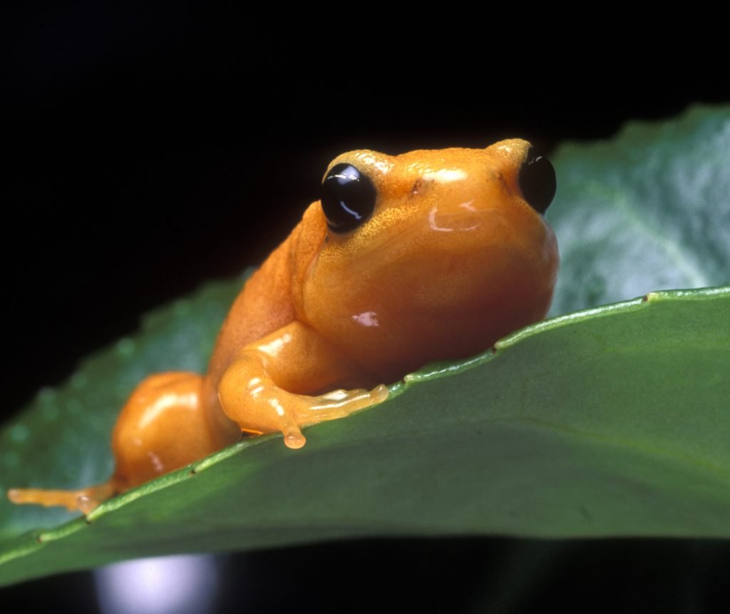 ФОТО: Оранжевая жаба 8