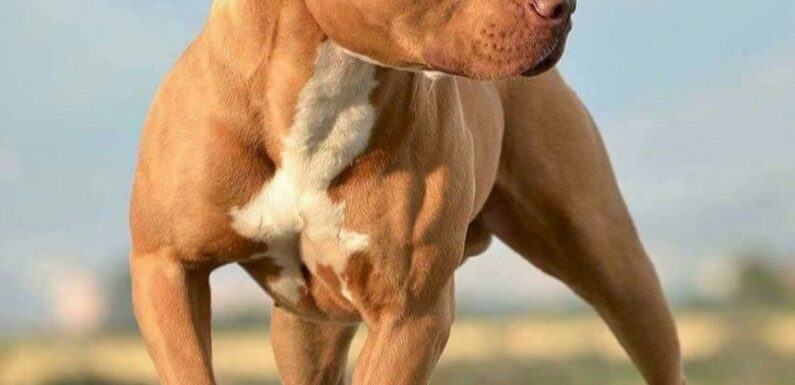 Самая накаченная собака в мире   (ФОТО)