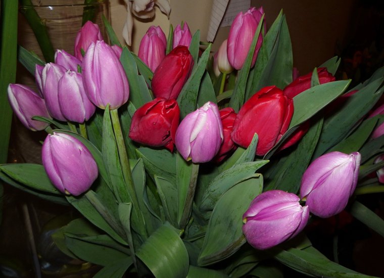 Букет тюльпанов дома