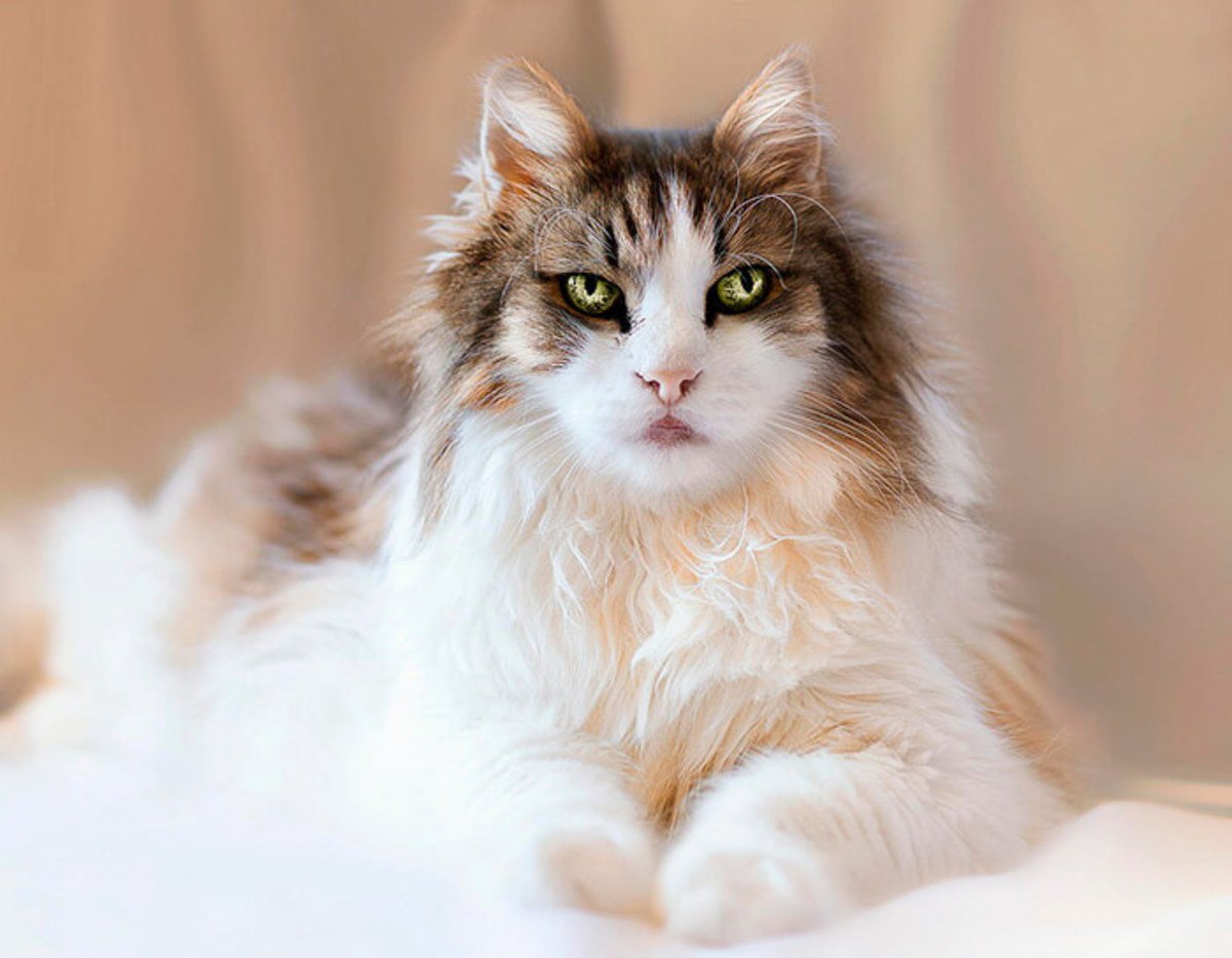 ФОТО: Самая красивая кошка в мире 5