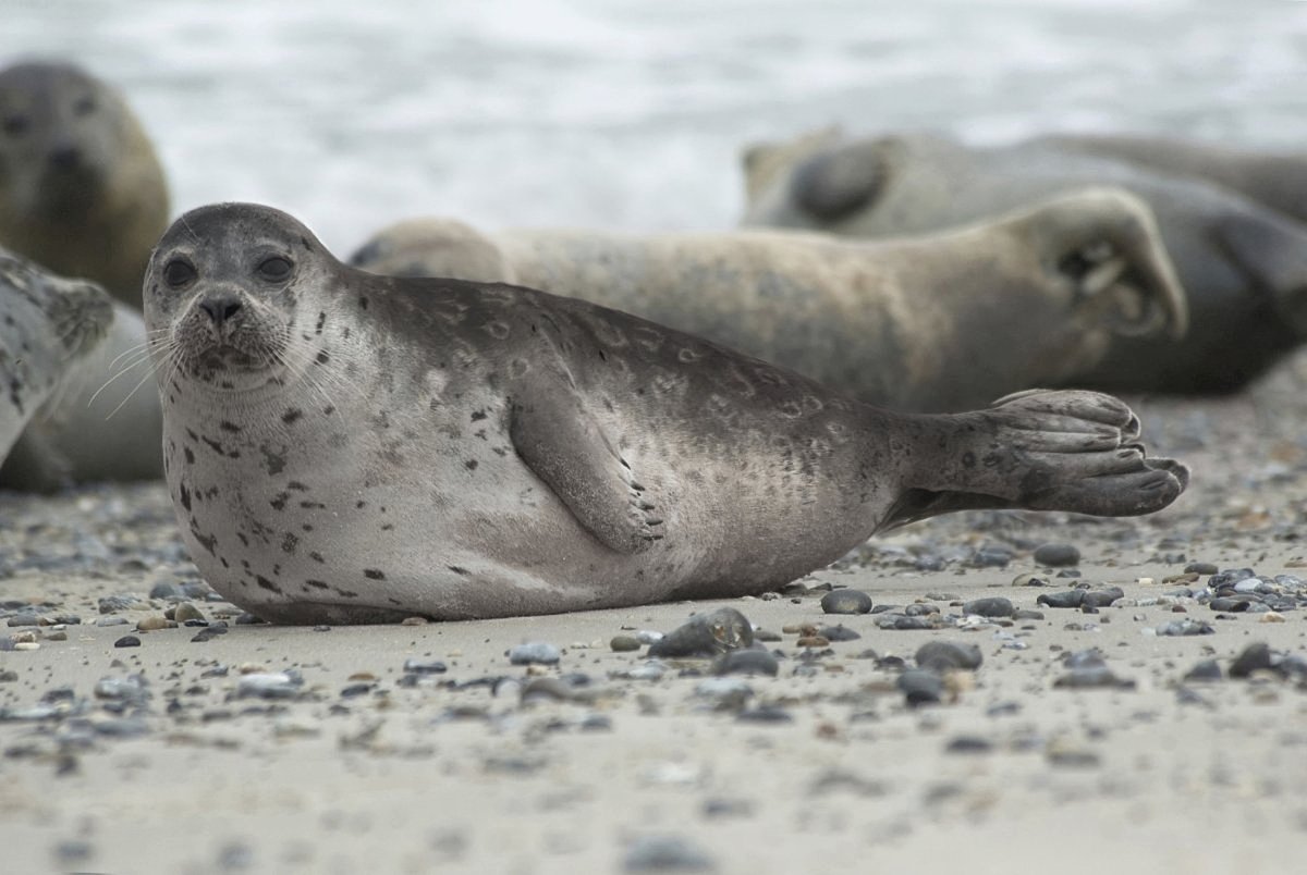 ФОТО: Серый тюлень 8