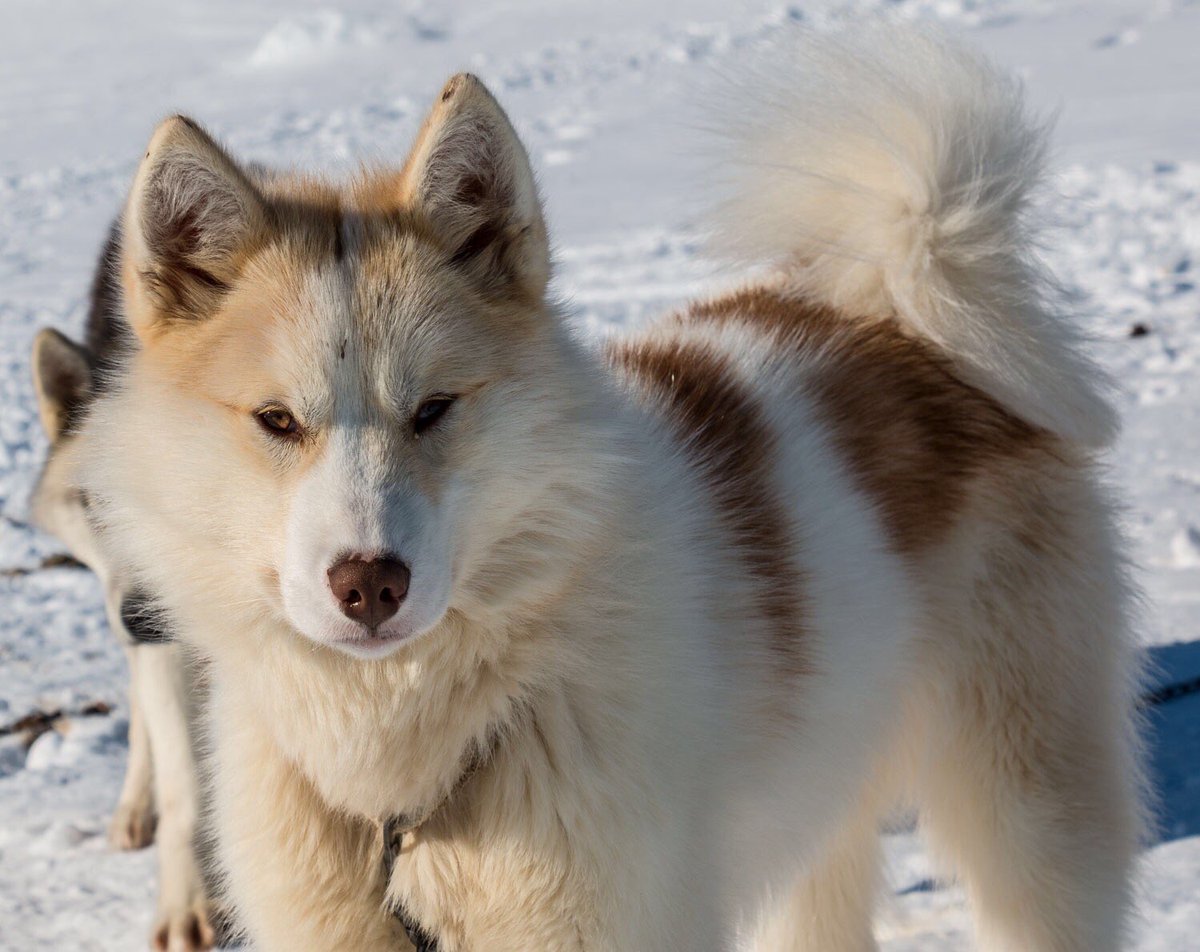 ФОТО: Гренландская собака 10