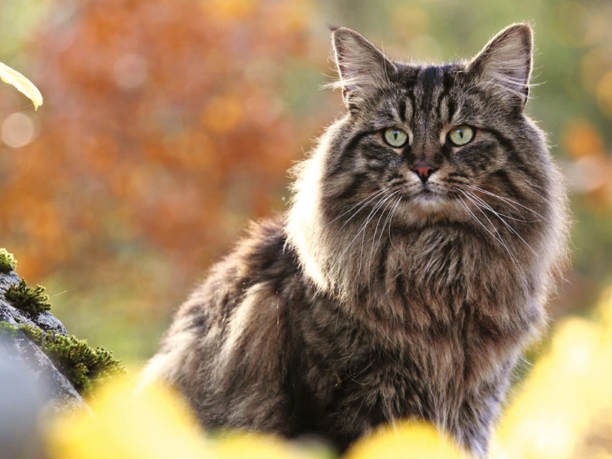 ФОТО: Норвежский лесной кот 6