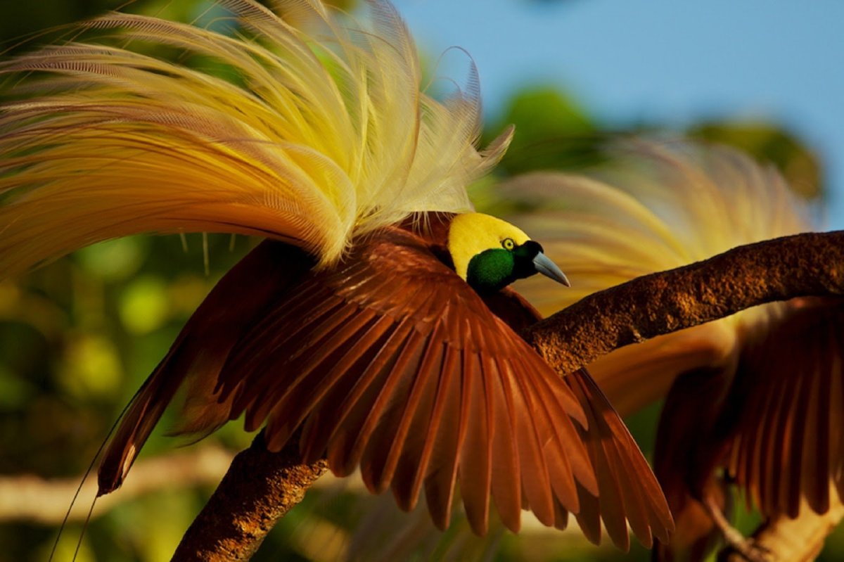 ФОТО: Райская птица цветок 3
