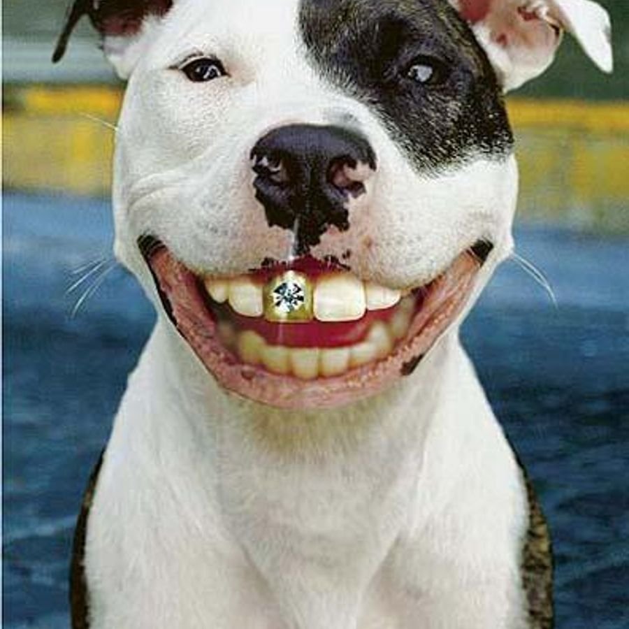 ФОТО: Собака с золотыми зубами 9