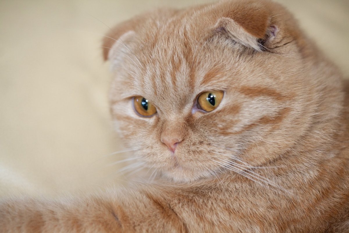 ФОТО: Рыжий британский кот 8
