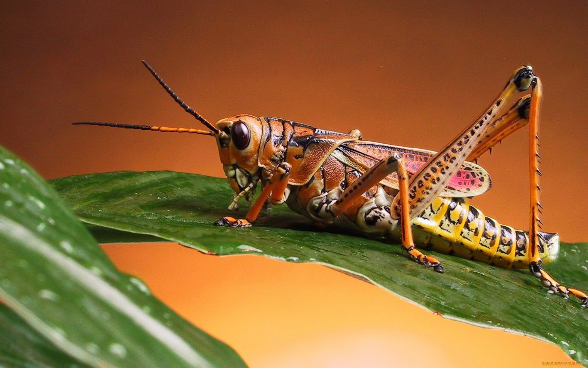 ФОТО: Виды насекомых 5