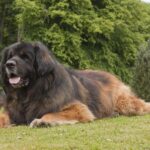 ФОТО: Собаки больших пород 17 удивительные места в мире