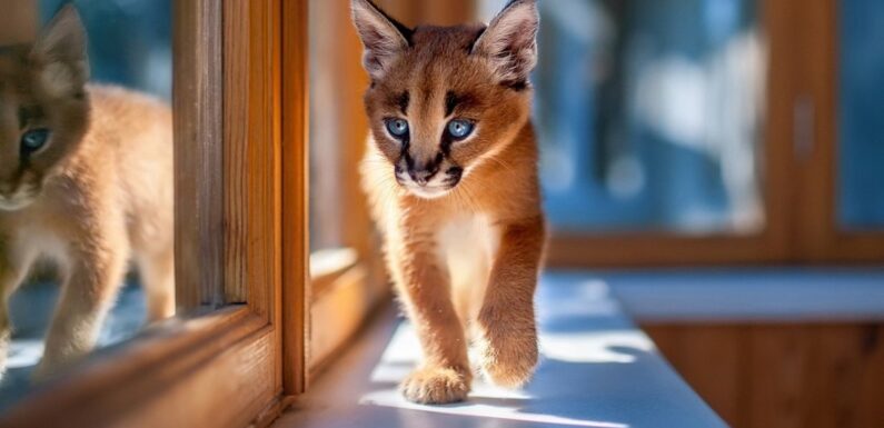 ФОТО: Самая маленькая кошка в мире