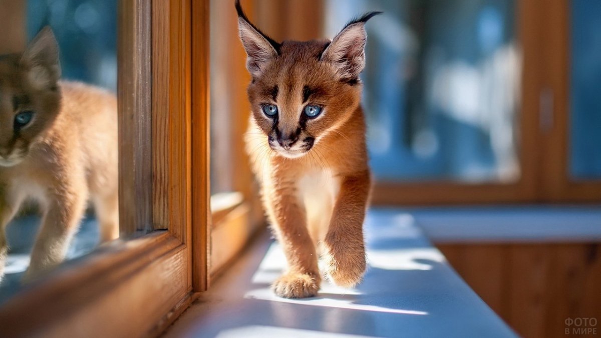 ФОТО: Самая маленькая кошка в мире 1