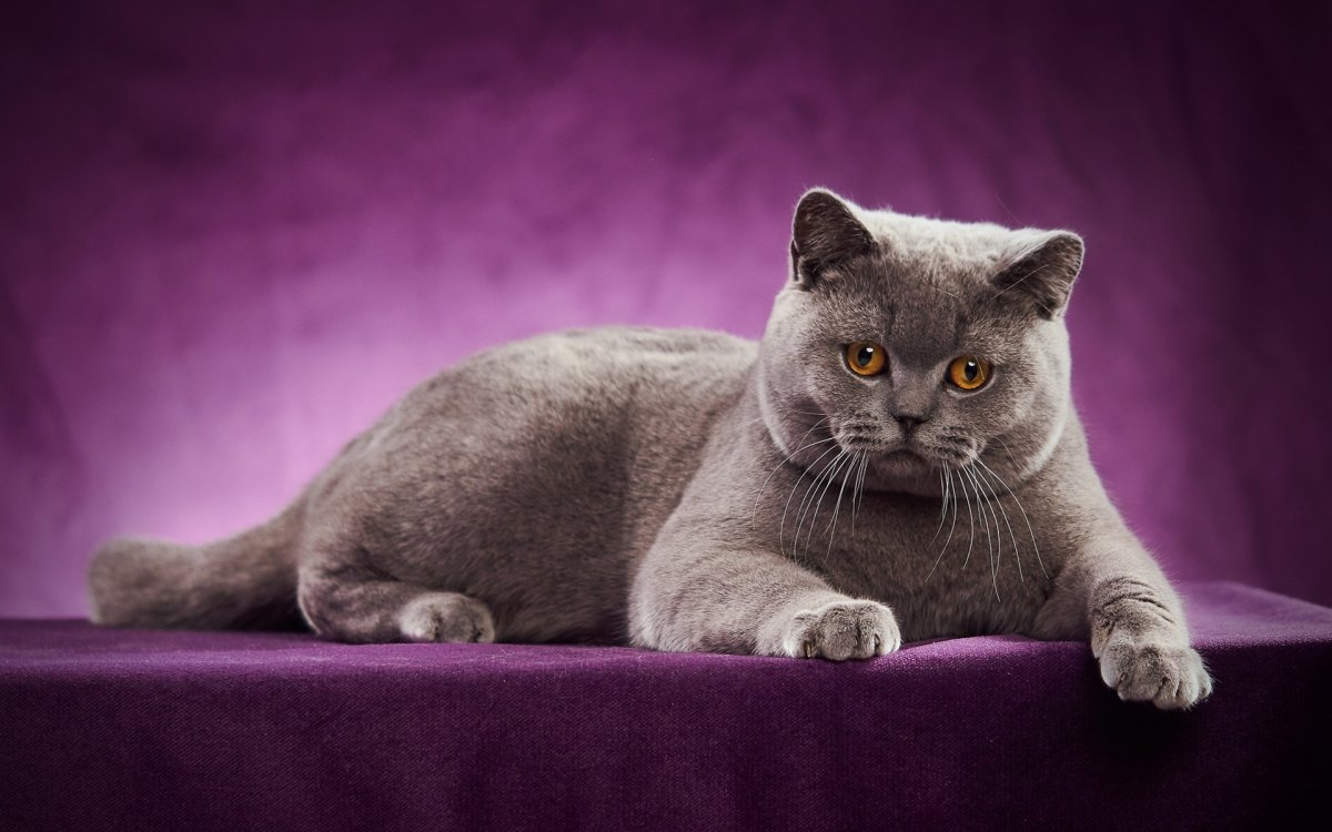 ФОТО: Британская короткошерстная кошка 1