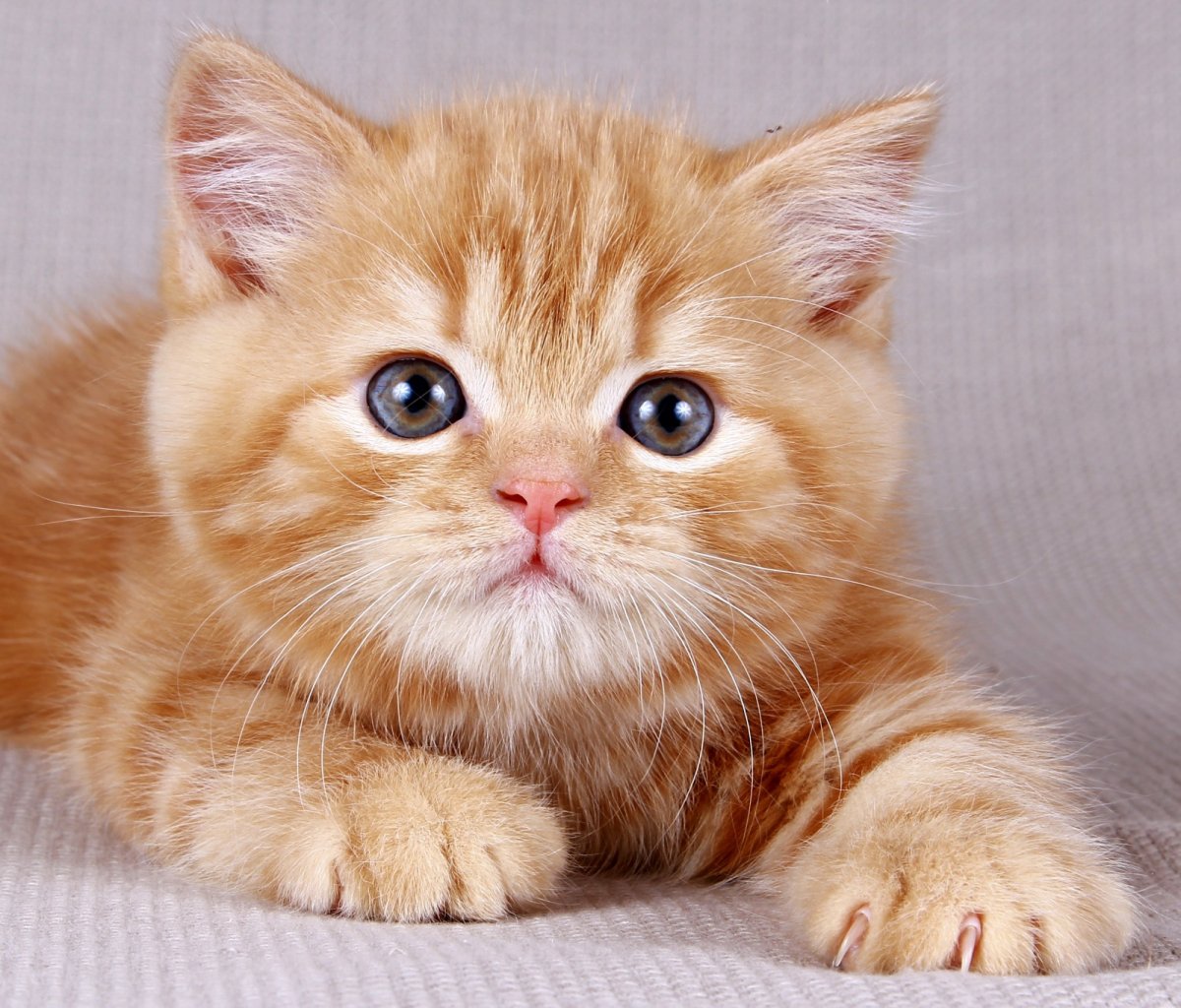 ФОТО: Рыжий британский кот 7