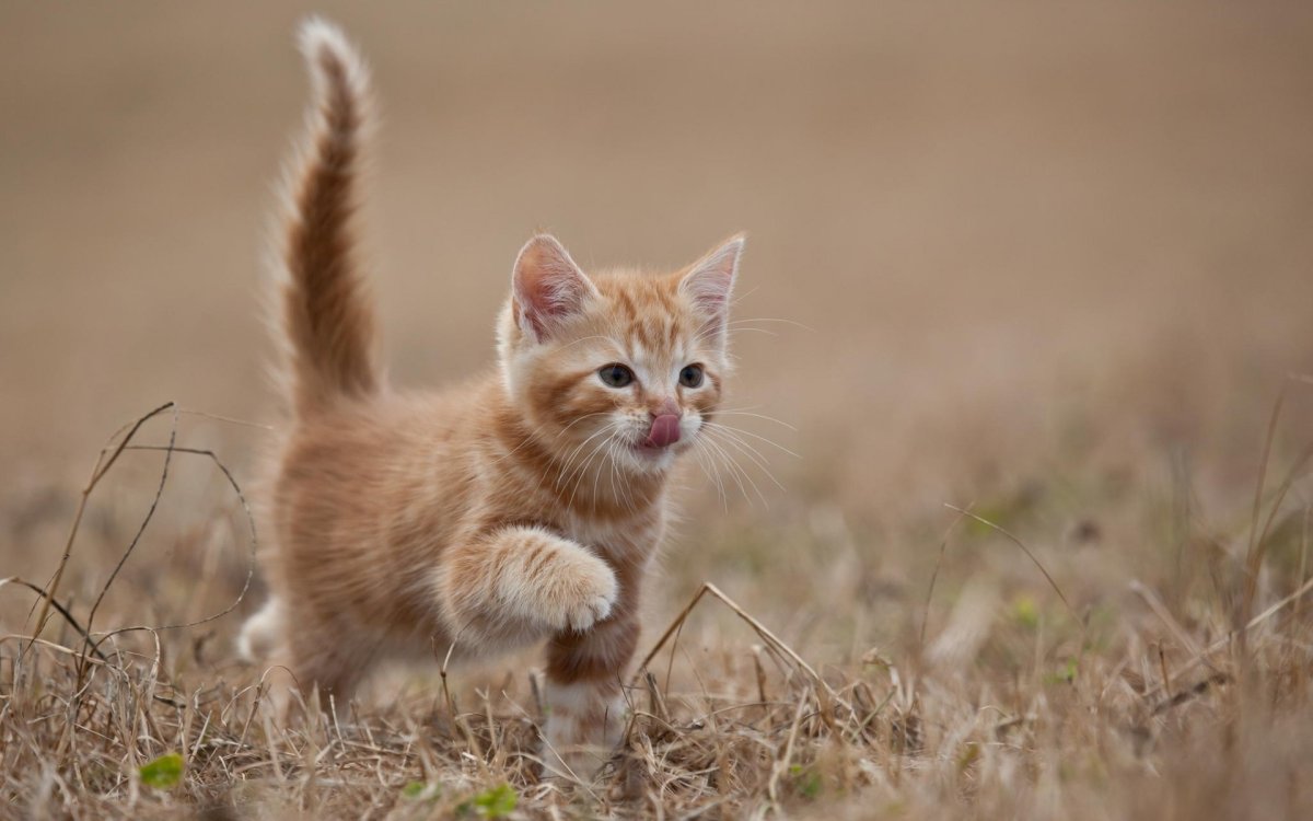 ФОТО: Рыжие котята 5