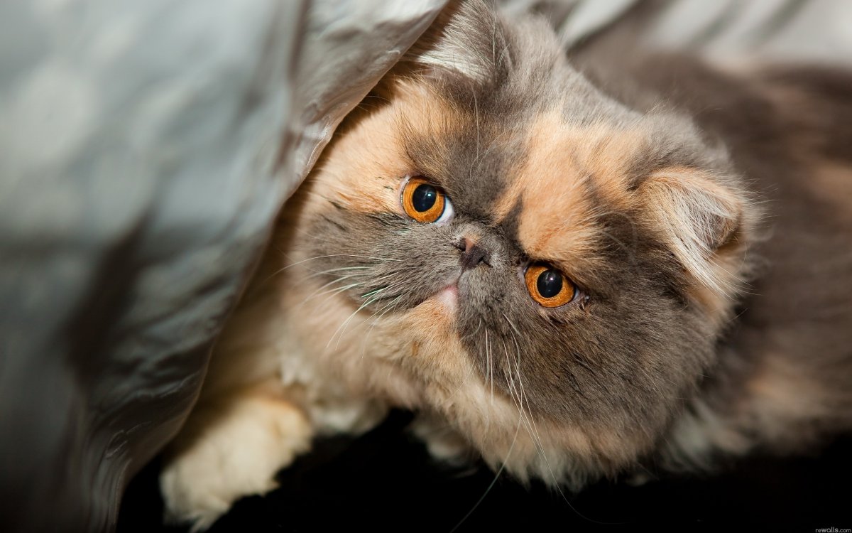 ФОТО: Персидская кошка 4