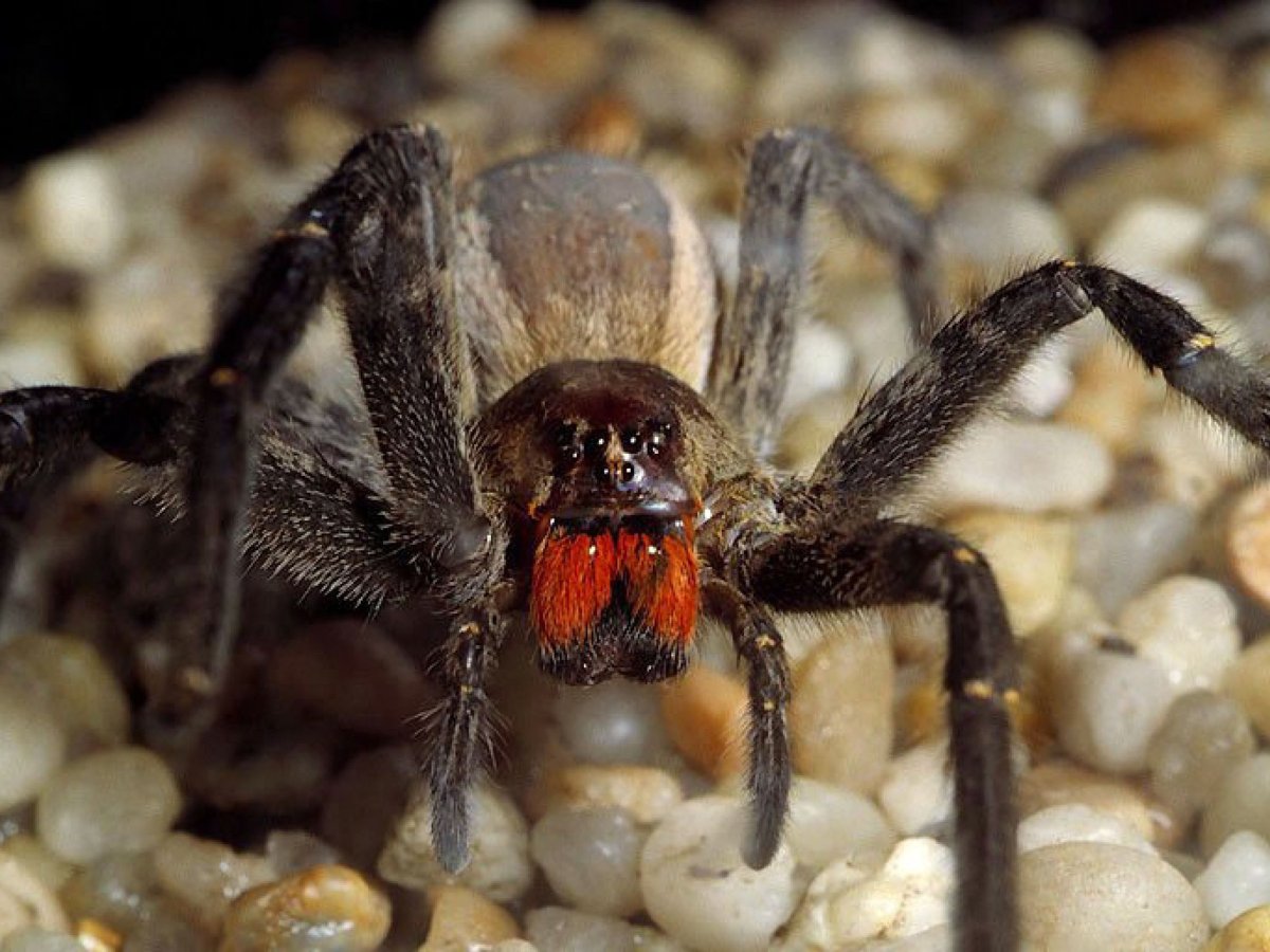 ФОТО: Самый опасный паук в мире 10