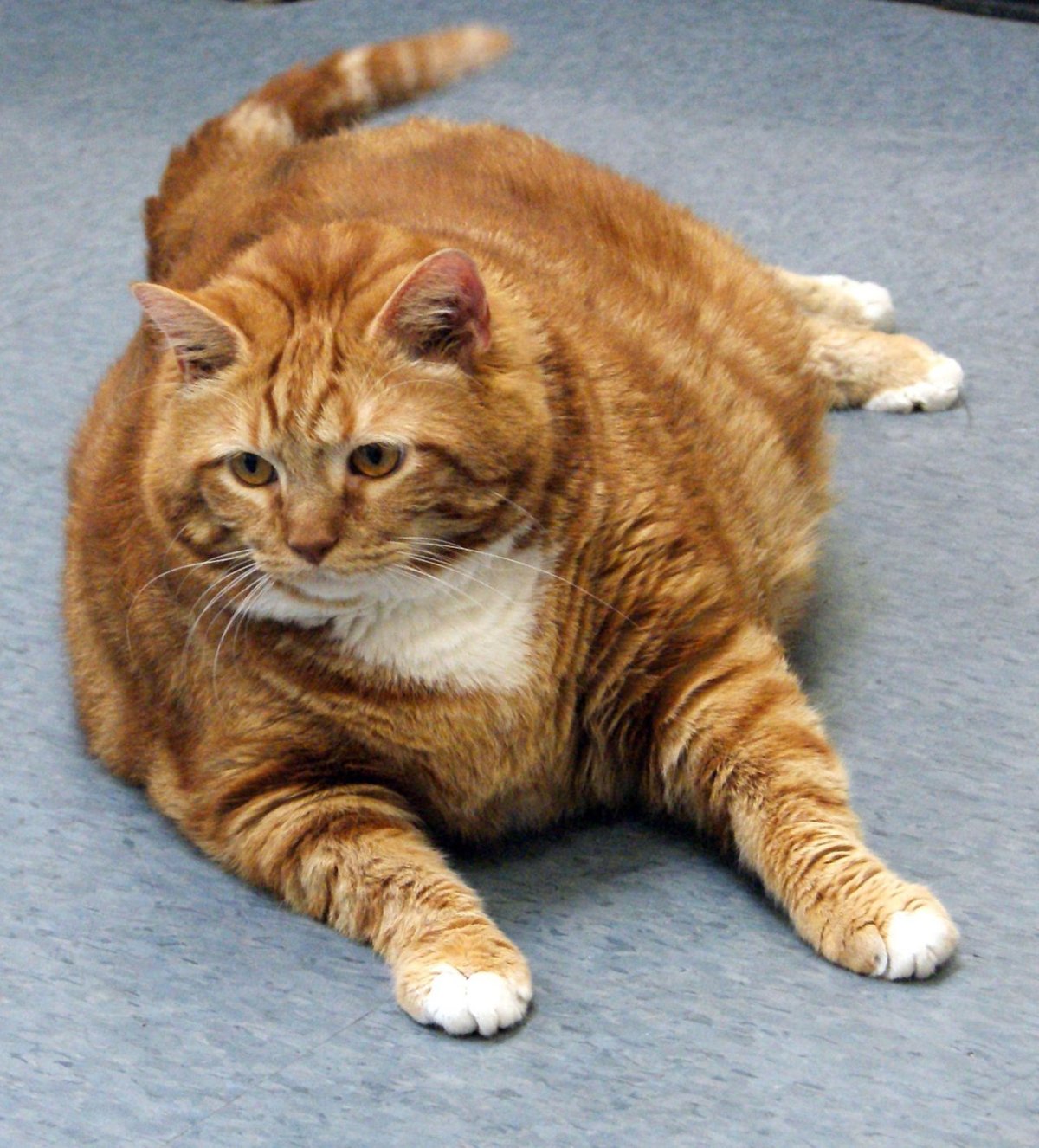ФОТО: Толстые коты 8