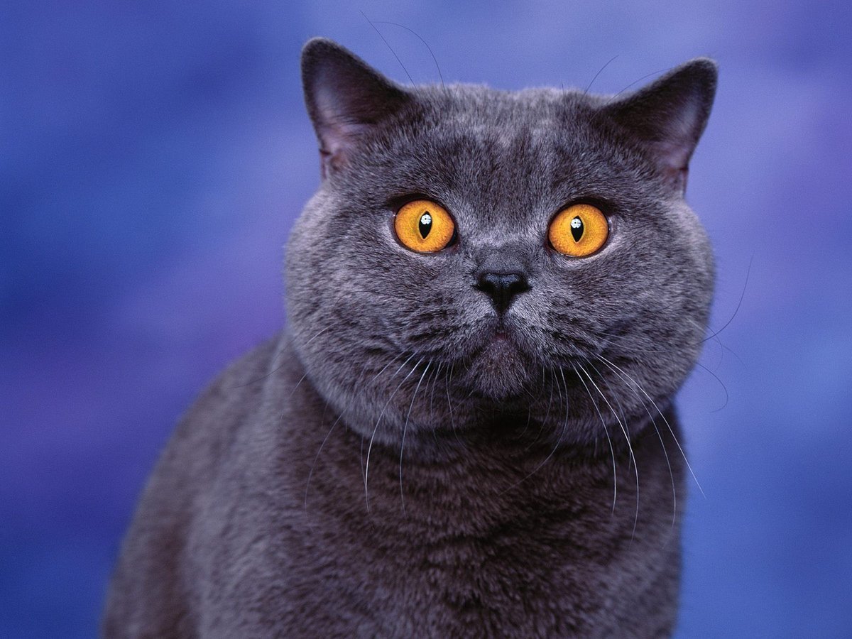 ФОТО: Британская короткошерстная кошка 4