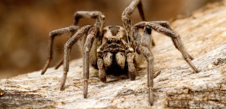ФОТО: Самые страшные пауки