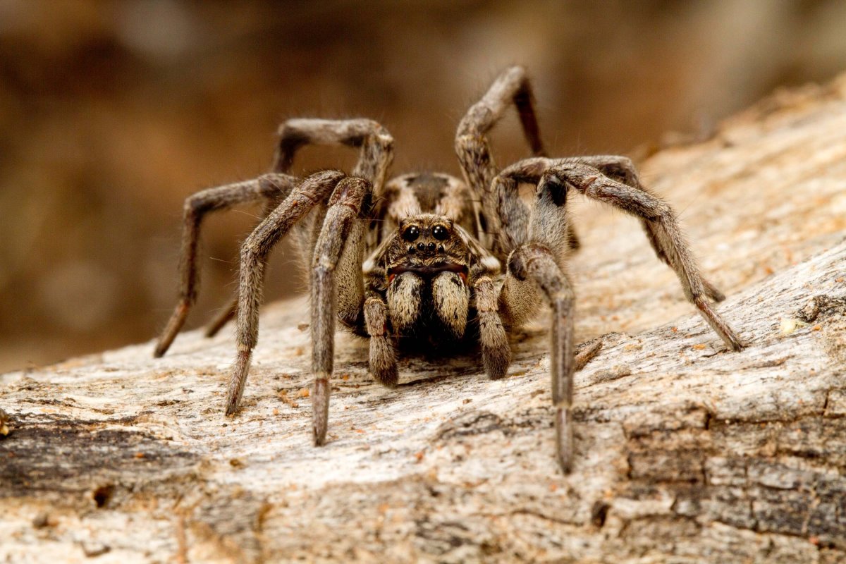 ФОТО: Самые страшные пауки 1