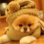 ФОТО: Собачка в шапочке 8 Как засолить форель