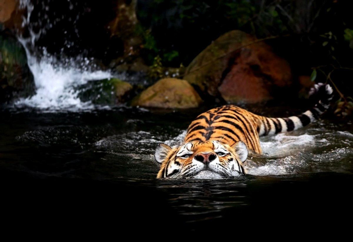 ФОТО: Черный водяной тигр 6