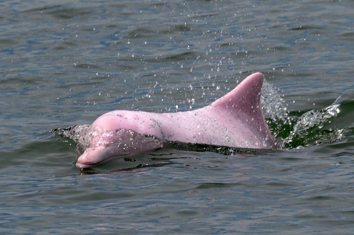 ФОТО: Розовые дельфины 9