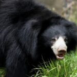 ФОТО: Виды медведей 35 открытки