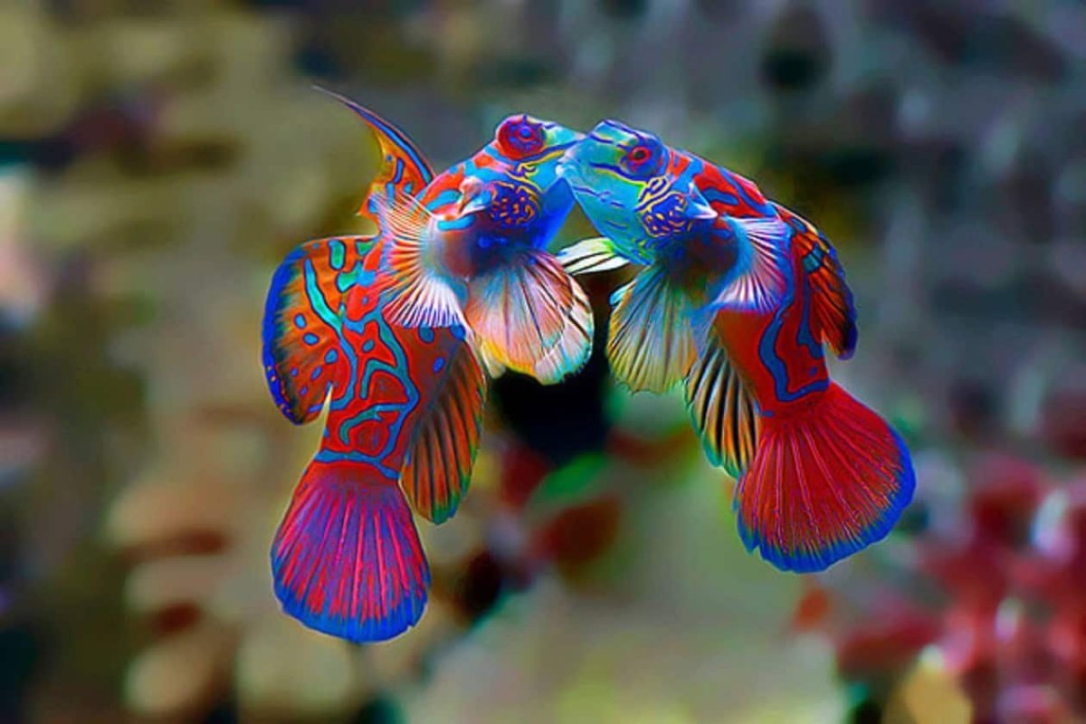 ФОТО: Красивые рыбки 7