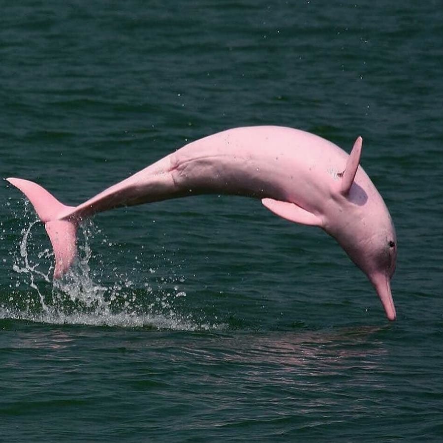 ФОТО: Розовые дельфины 5